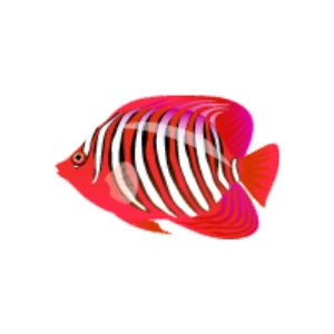 Red Regal Angelfish